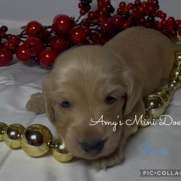 AKC River (Blue) - Cream male Dachshund puppy in Jena, Louisiana from Amy’s Mini Doxies