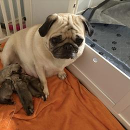 Pug Puppies from RD Pugs