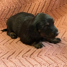 Spring Brook Little Sparrow - Black and tan female Dachshund puppy in New Ross, Indiana from Spring Brook Farms, LLC