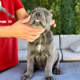 Rose - Gray female Cane Corso puppy in Las Vegas, Nevada from LV3M Cane Corso