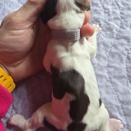 Boy 6 - male English Springer Spaniel puppy in Waynesburg, Ohio from Rebels Ridgeview Acres