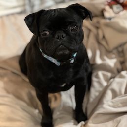 Sophie Soph! - Pug