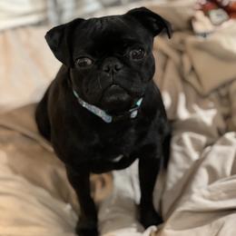 Sophie Soph! - Pug