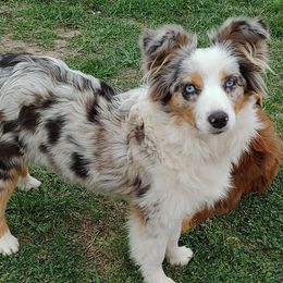 Miniature American Shepherds and Toy Australian Shepherds from Reed Ranch