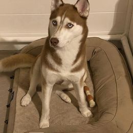 Siberian Huskies from Blossom Pomskys