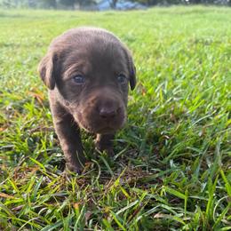 Serena - Chocolate female Labrador Retriever puppy in Carriere, Mississippi from Cajun Water Retrievers