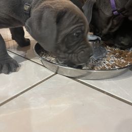 Boerboel and Cane Corso Puppies from DeCola’s Mastiff Paws