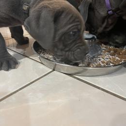 Boerboel and Cane Corso Puppies from DeCola’s Mastiff Paws