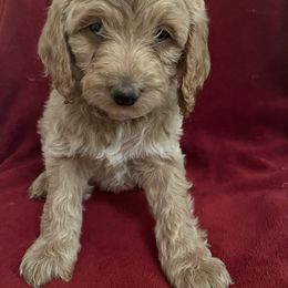 Girl 5 - Cockapoo puppy in Grand Junction, Colorado from Asyouwish Cockapoos
