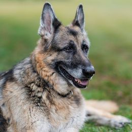 German Shepherds from Arcturus German Shepherds