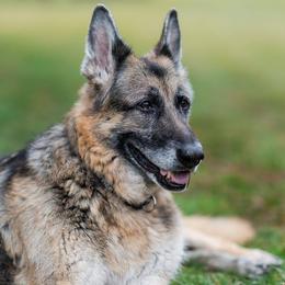 German Shepherds from Arcturus German Shepherds