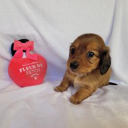 Daisy - Sable female Dachshund puppy in Arab, Alabama from Cantrell’s Dachshund Den