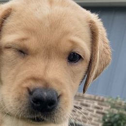 Labrador Retrievers from CapeWest R&T