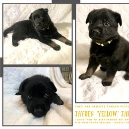 German Shepherd Puppies from Mountain Kraft K9 Kennel