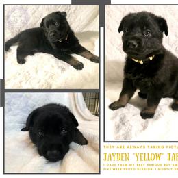 German Shepherd Puppies from Mountain Kraft K9 Kennel