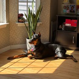 Doberman Pinscher All Grown Up from Morgan Doberman Kennel