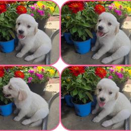 Baby girl Dark Pink - Light golden female Golden Retriever puppy in Clarksville, Tennessee from 255 Goldens