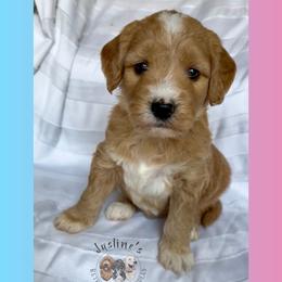 Heart - Apricot female Goldendoodle puppy in Sterling, Connecticut from Justine’s Retrievers and Doodles