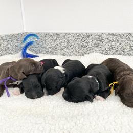 Girl 3 - Black and white female Portuguese Water Dog puppy in Grants Pass, Oregon from Rogue River Portuguese Water Dogs