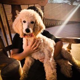 Poodle Puppies from Az Dandelion Doodles