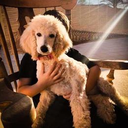 Poodle Puppies from Az Dandelion Doodles