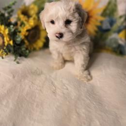 Oscar - White male Havanese puppy in Trinity, Alabama from Tooties Cuties Havanese