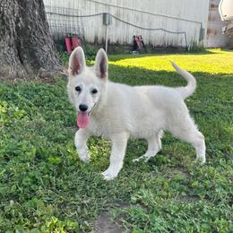 Green collar - White female Berger Blanc Suisse puppy in Chestnut, Illinois from Fireside Fernweh