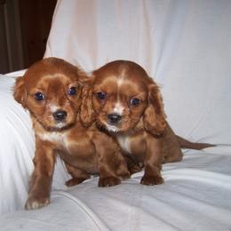 Cavalier King Charles Spaniel, Cocker Spaniel, and Xoloitzcuintli Puppies from Shasta Spots and Solids
