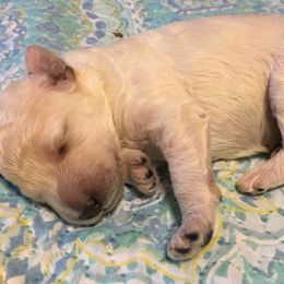 Poodle Puppies from LaFleur Poodles