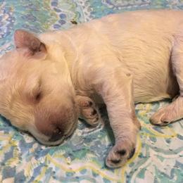 Poodle Puppies from LaFleur Poodles