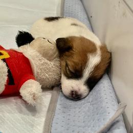 Golden Retriever and Jack Russell Terrier Puppies from Shelby Burleson's Golden Retrievers and Jack Russell Terriers