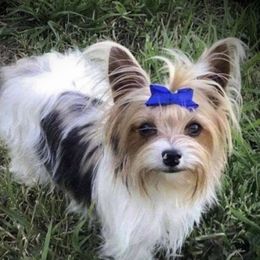 Mia - Yorkshire Terrier