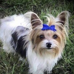 Mia - Yorkshire Terrier