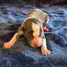 Vixen - Slate female Border Collie puppy in Oroville, California from Coalcyn Kennels