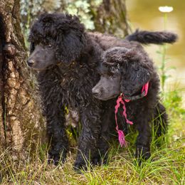 Poodle Puppies from Wispynook Poodles