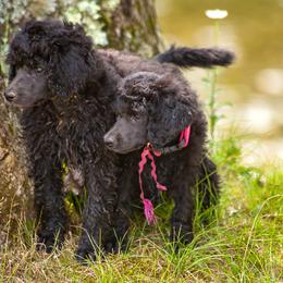 Poodle Puppies from Wispynook Poodles