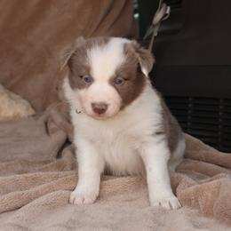 Calera - AKC Reg - Lilac female Border Collie puppy in Courtland, Alabama from C Bar C Ranch Border Collies