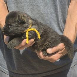 Yellow Boy 3 - Sable male German Shepherd puppy in Lake George, Colorado from High Country German Shepherds