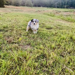 Australian Shepherd Puppies from Aussome Okie Aussies