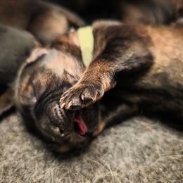 Green collar (Muffin) - Sable male German Shepherd puppy in Hermitage, Pennsylvania from Shepherds of the Hundred Acres