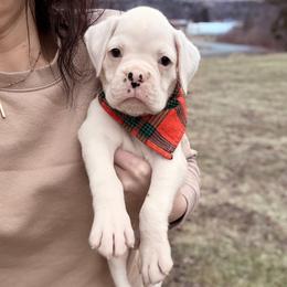 B2- Litter: Winchester - Orange Collar White Male - White Boxer puppy in Alpine, New York from Kickin Rooster AKC Boxers