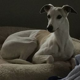 Whippets and Wire Fox Terriers from Forestview