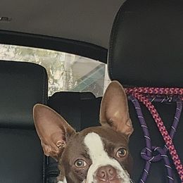 Mahi - Companion Cross