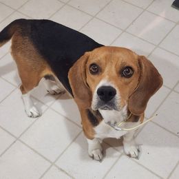 Lovely - Beagle
