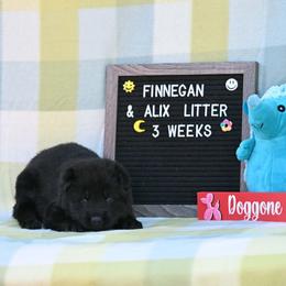 Teal collar - Bi-color male German Shepherd puppy in Ramsey, Illinois from Haus-Farr German Shepherds