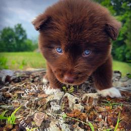 Espresso - Brown and white male Siberian Husky puppy in Addison, Michigan from Gray Run Siberian Huskies