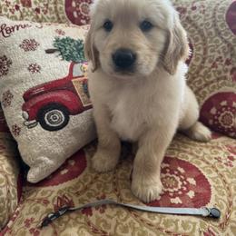 Grey - Light golden male Golden Retriever puppy in Salisbury, North Carolina from Golden Paws of Purpose