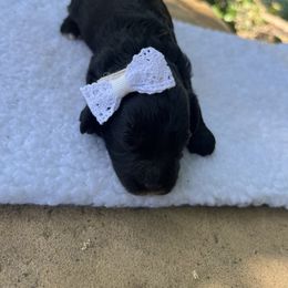 Cavapoo, Cockapoo, Goldendoodle, and Maltipoo Puppies from Perdue Puppies