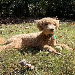 Ruby - Goldendoodle