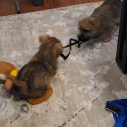Cairn Terrier Puppies from Ferguson's Cairn Terriers